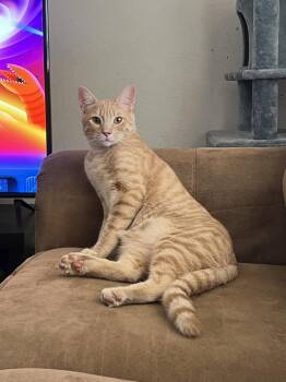 Domestic Short Hair and Tabby Cats Available for Adoption - Waffles Syrup | PetCurious