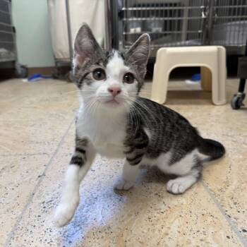 WATERMELON -  Domestic Short Hair Cat for Adoption in La Crescent, Minnesota - WATERMELON | PetCurious