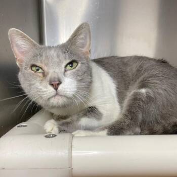 Domestic Short Hair Cats Available for Adoption - Marianne | PetCurious