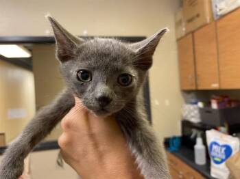 Domestic Short Hair Cats Available for Adoption in Modesto, California - ZAZU | PetCurious