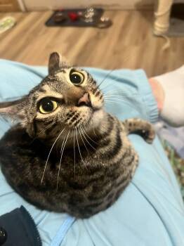 Exotic Shorthair and Bengal Cats Available for Adoption in Chicago, Illinois - London | PetCurious