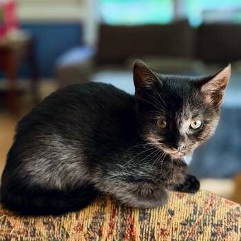 Domestic Short Hair Cats Available for Adoption in Silver Spring, Maryland - Adelaide | PetCurious