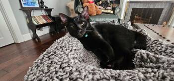 Stubbs -  Domestic Short Hair Cat for Adoption in Fountain Valley, California - Stubbs | PetCurious