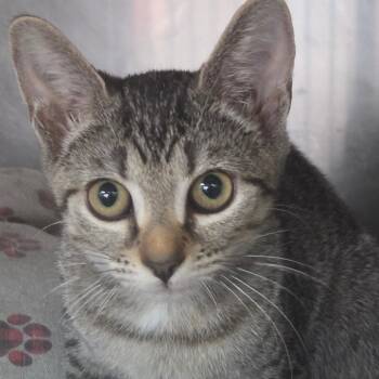 Peperoncini -  Domestic Short Hair Cat for Adoption in Lakeland, Florida - Peperoncini | PetCurious