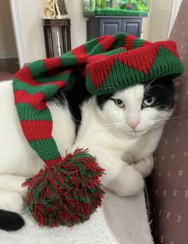 Candy aka Panda -  Domestic Short Hair Cat for Adoption in Mississauga, Ontario - Candy Aka Panda | PetCurious