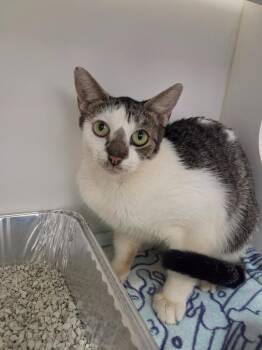 Bonnie -  Domestic Short Hair Cat for Adoption in Oxford, North Carolina - Bonnie | PetCurious