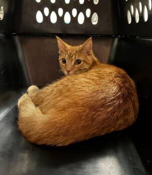 Neon -  Domestic Short Hair Cat for Adoption in Cincinnati, Ohio - Neon | PetCurious