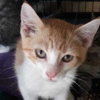 Pumpkin -  Domestic Short Hair Cat for Adoption in Spokane, Washington - Pumpkin | PetCurious