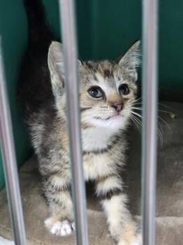 Maisy -  Domestic Short Hair and American Shorthair Cat for Adoption in Bedford, Indiana - Maisy | PetCurious