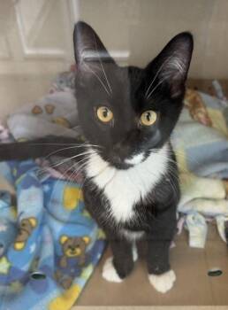 John -  Domestic Long Hair and Domestic Short Hair Cat for Adoption in Bellevue, Washington - John | PetCurious