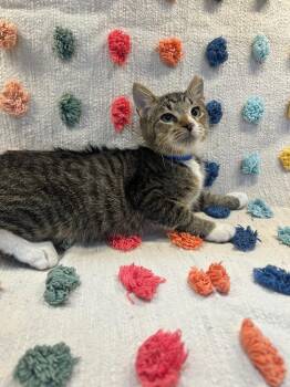 Todd PA -  Domestic Short Hair Cat for Adoption in Denham Springs, Louisiana - Todd PA | PetCurious