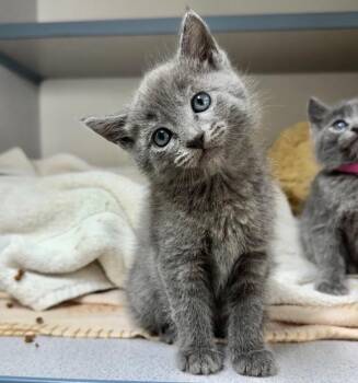 Trumpet -  Domestic Short Hair Cat for Adoption in Cambria, California - Trumpet | PetCurious