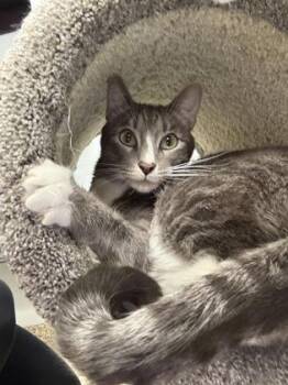 Jasper/Alice - Bonded Pair -  Domestic Short Hair Cat for Adoption in East Brookfield, Massachusetts - Jasper/Alice - Bonded Pair | PetCurious