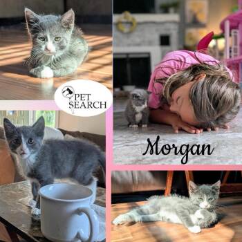 Domestic Short Hair Cats Available for Adoption - Morgan | PetCurious