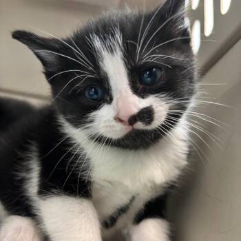 Domestic Short Hair Cats Available for Adoption in Corpus Christi, Texas - Chomper | PetCurious