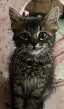 Domestic Long Hair and Maine Coon Cats Available for Adoption in New Braunfels, Texas - Amy | PetCurious