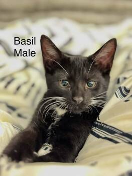 Basil -  Domestic Short Hair Cat for Adoption in Rochester, New Hampshire - Basil | PetCurious