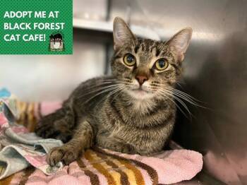 Rescue Domestic Short Hair Cats for Adoption in Fort Wayne, Indiana - CLEO | PetCurious