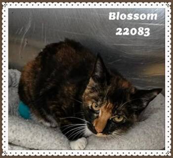 BLOSSOM -  Domestic Short Hair and Tortoiseshell Cat for Adoption in Marietta, Georgia - BLOSSOM | PetCurious