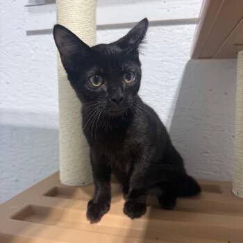 Harvest -  Domestic Short Hair Cat for Adoption in Garfield, Arkansas - Harvest | PetCurious