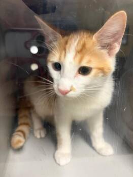 Steve -  Domestic Short Hair Cat for Adoption in Greenfield, Indiana - Steve | PetCurious