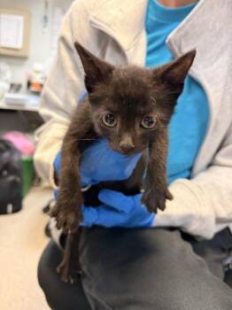 Dr. Doofenshmirtz -  Domestic Short Hair Cat for Adoption in New York, New York - Dr. Doofenshmirtz | PetCurious