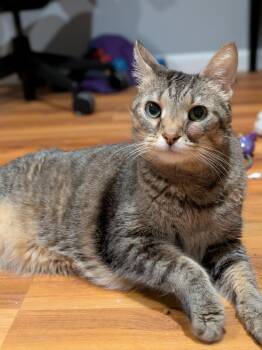 Domestic Short Hair Cats Available for Adoption in Minneapolis, Minnesota - Leroy | PetCurious