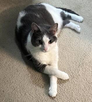 Rescue Domestic Short Hair Cats for Adoption in Charlotte, North Carolina - Skylar | PetCurious