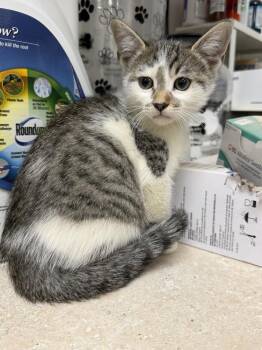 Bob -  Domestic Short Hair Cat for Adoption in Ontario, California - Bob | PetCurious