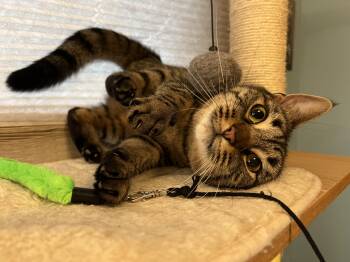 Peppermint -  Domestic Short Hair Cat for Adoption in Stoughton, Wisconsin - Peppermint | PetCurious