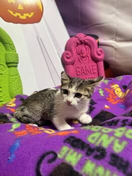 BISCUIT -  Domestic Short Hair Cat for Adoption in Beaumont, California - BISCUIT | PetCurious