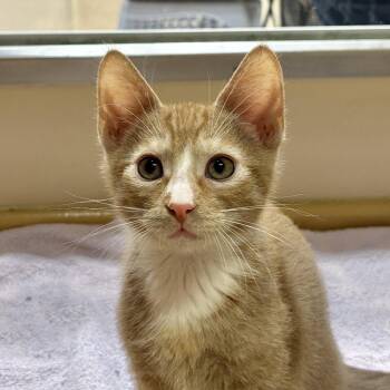 Brody -  Domestic Short Hair Cat for Adoption in Sonora, California - Brody | PetCurious
