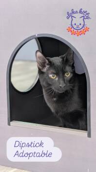 Dipstick -  Domestic Short Hair Cat for Adoption in Honolulu, Hawaii - Dipstick | PetCurious