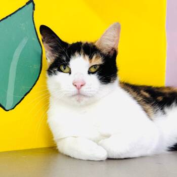 Rescue Domestic Short Hair Cats for Adoption in Binghamton, New York - Orla | PetCurious