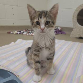 Rover -  Domestic Short Hair Cat for Adoption in Plover, Wisconsin - Rover | PetCurious
