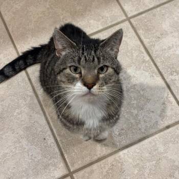 Oliver Whitefoot -  Domestic Short Hair Cat for Adoption in Belleville, Illinois - Oliver Whitefoot | PetCurious