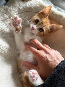 Domestic Short Hair Cats Available for Adoption in Los Angeles, California - Garfield | PetCurious