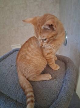 Lenny -  Domestic Short Hair Cat for Adoption in Oviedo, Florida - Lenny | PetCurious