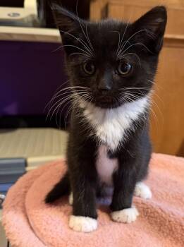 Domestic Short Hair Cats Available for Adoption in Williamsville, New York - Maryland  | PetCurious