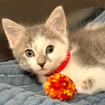 Nova -  Domestic Short Hair Cat for Adoption in West Palm Beach, Florida - Nova | PetCurious