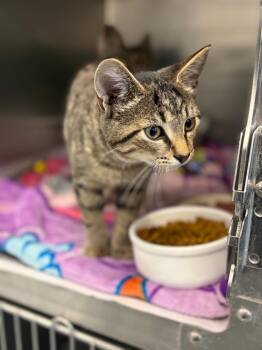 Carter -  Domestic Short Hair Cat for Adoption in Portland, Indiana - Carter | PetCurious