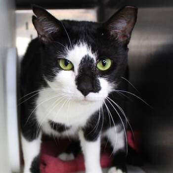 Domestic Short Hair Cats Available for Adoption in Hopkinton, Massachusetts - Ron Weasley | PetCurious