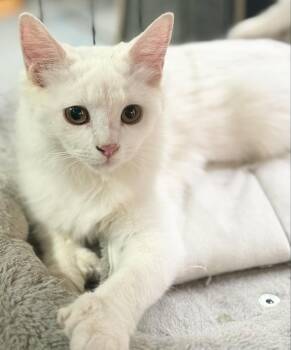 Domestic Short Hair Cats Available for Adoption in Wasilla, Alaska - Snowshoe | PetCurious