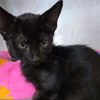 Freddie -  Domestic Short Hair Cat for Adoption in San Jacinto, California - Freddie | PetCurious