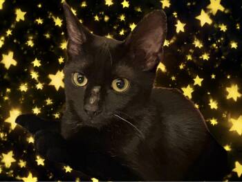 Cinder -  Domestic Short Hair Cat for Adoption in Cleveland, Ohio - Cinder | PetCurious