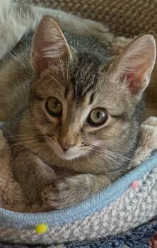 Meet Captain - A Sweetheart Waiting to Trust You -  Domestic Short Hair Cat for Adoption in Prescott, Arizona - Meet Captain - A Sweetheart Waiting To Trust You | PetCurious