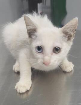 in Foster Amelia -  Domestic Short Hair Cat for Adoption in Lawrenceville, Georgia - In Foster Amelia | PetCurious