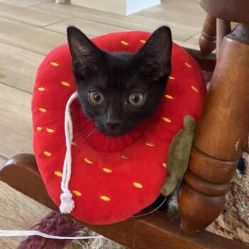 Sirius Black -  Domestic Short Hair Cat for Adoption in Prosper, Texas - Sirius Black | PetCurious