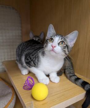 Celestina 0464 -  Domestic Short Hair Cat for Adoption in Dallas, Texas - Celestina 0464 | PetCurious