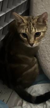 Domestic Short Hair Cats Available for Adoption in Hudson, New Hampshire - Goldie | PetCurious